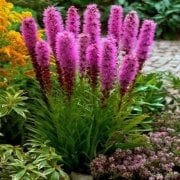 Purple Rose  Liatris Çiçeği Tohumu(40 tohum)