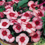 Super Parfait F1 Strawberry Karanfil Çiçeği Fidesi (5 adet)