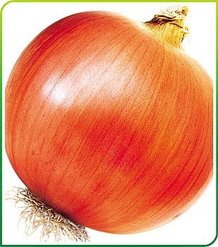 Bankon Soğan Fidesi (5 adet )