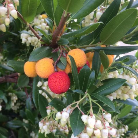 Tüplü Kocayemiş (Dağ Çileği) Fidanı (30-50 cm) 5 Adet