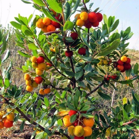 Tüplü Kocayemiş (Dağ Çileği) Fidanı (30-50 cm) 5 Adet