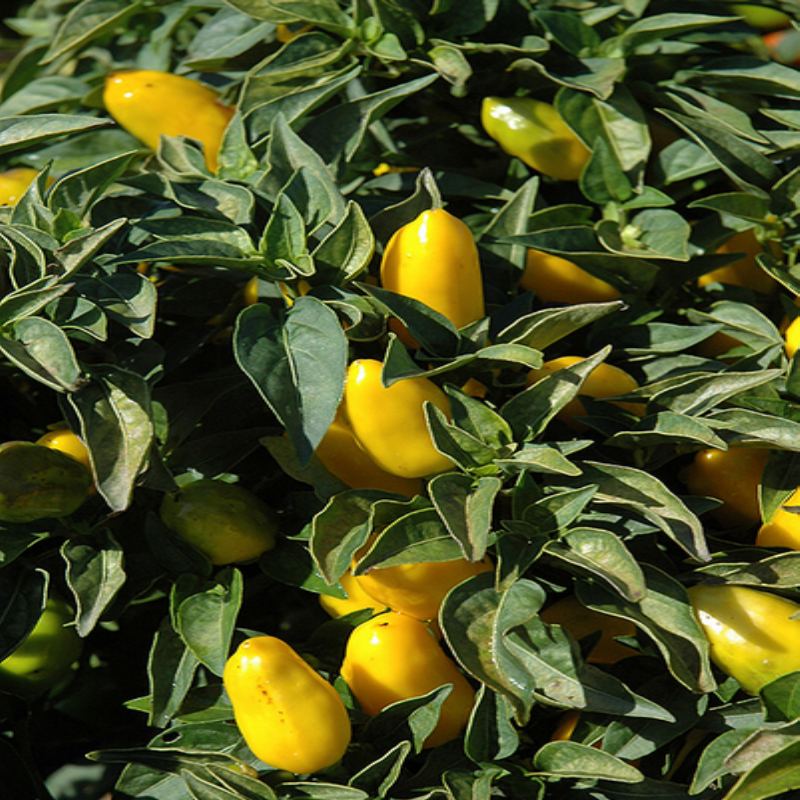 Özel Üretim Salsa Yellow Acı Biber Fidesi (4 adet)