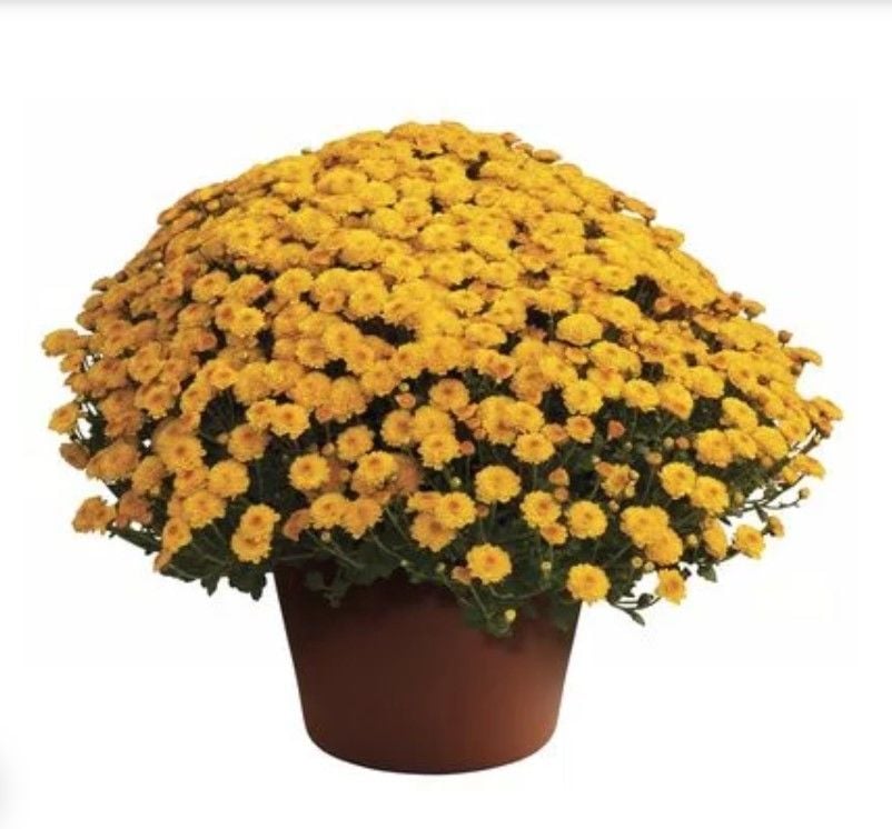 Özel Seri Özel Seri Gigi Gold Kasımpatı Krizantem Çiçeği Fidesi (1 adet)