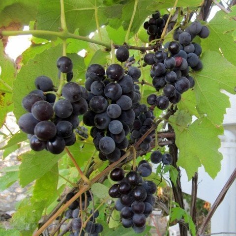 Tatlı Kokulu İsabella Mayhoş Üzüm Fidanı