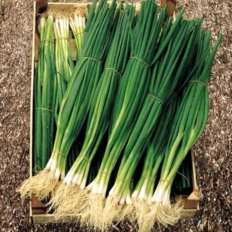 Ata Tohumları Geleneksel Yüksek Aromalı Yeşil Soğan Tohumu(50 Tohum)