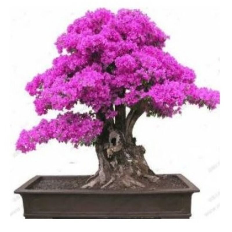 Bonsai İçin Uygun Erguvan Ağacı Tohumu (5 tohum)