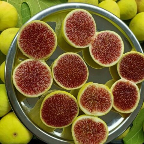 Tüplü Sofralık Kurutmalık Aroması Mükemmel Melle Melli  İncir Fidanı
