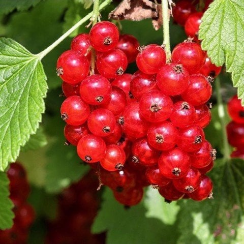 Tüplü Kırmızı Red Lake Frenk Üzümü Fidanı
