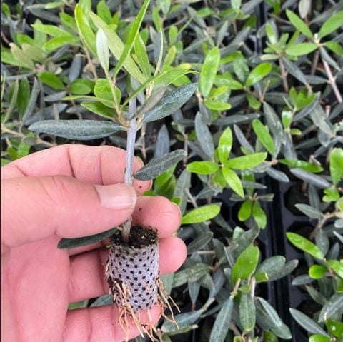 Nikah Düğün Organizasyon İçin Hediyelik Paper Potta Bodur Zeytin Fidanı (500 adet)