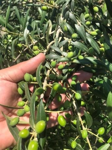 Nikah Düğün Organizasyon İçin Hediyelik Paper Potta Bodur Zeytin Fidanı (500 adet)