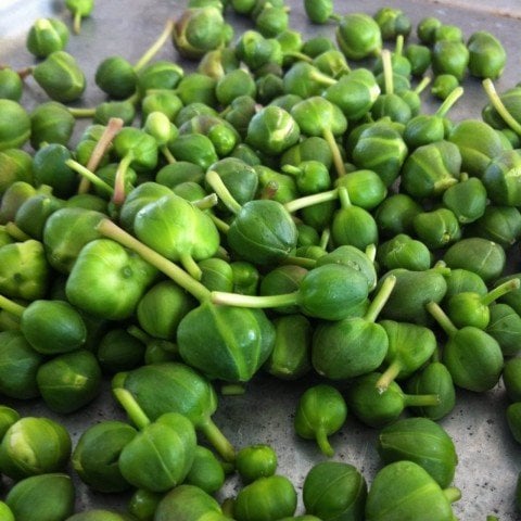 Tüplü Kapari Fidanı(Kedi Tırnağı,Devedikeni) (5 adet)