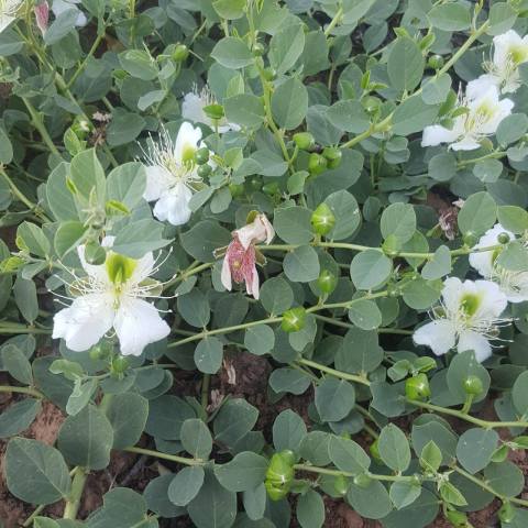 Tüplü Kapari Fidanı(Kedi Tırnağı,Devedikeni) (5 adet)