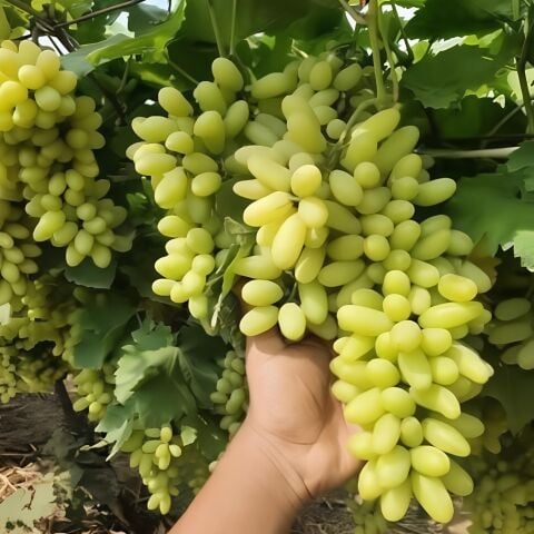 Tüplü Kokulu Soğuklara Dayanaıklı Beyaz Sofralık Keçi Memesi Üzüm Fidanı