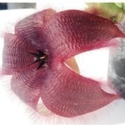 Stapelia Flavirostris Leş Kaktüsü (5.5 Luk Saksıda)
