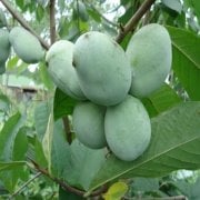 Tüplü  Pavpav(Pawpaw)  Fidanı