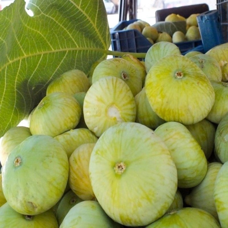 Tüplü İri Meyveli Mut Beyaz İnciri Fidanı Sofralık Kurutmalık