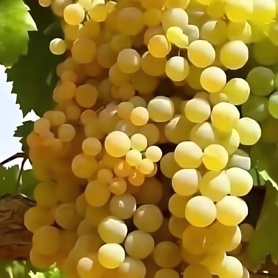 Yemesi Mükemmel Kokulu Yüksek Aromalı Dökülgen Üzüm Fidanı
