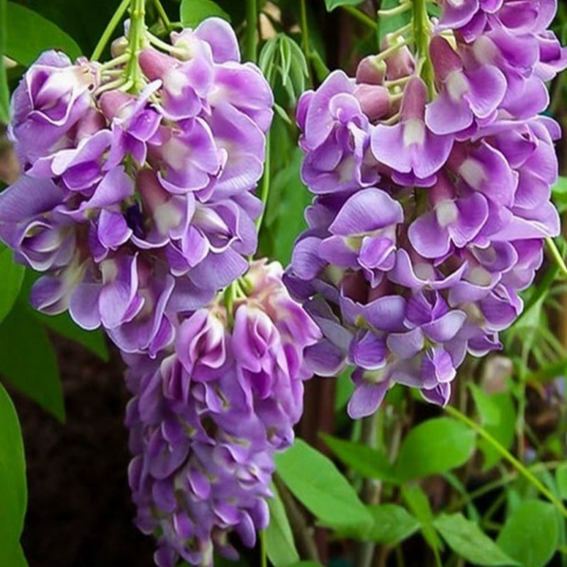 Tüplü Yoğun Kokulu Wisteria Amethyst Falls Fuşya Rengi Mor Salkım Fidanı