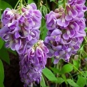 Tüplü Yoğun Kokulu Wisteria Amethyst Falls Fuşya Rengi Mor Salkım Fidanı