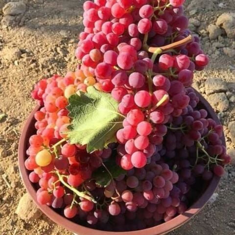 Soğuklara Dayanıklı Aroması Mükemmel Elazığ Kırmızısı Üzüm Fidanı