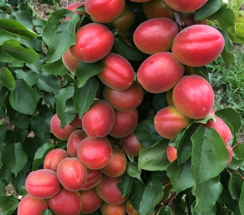 Bedava Kargo Taze İri Meyveli Yarı Bodur Aldeniz Kayısı (5 kg)
