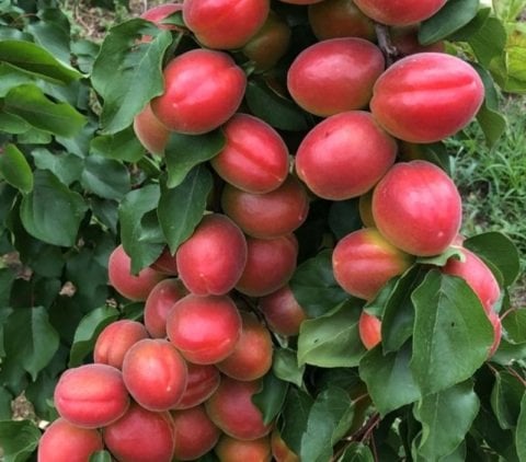 Bedava Kargo Taze İri Meyveli Yarı Bodur Aldeniz Kayısı (5 kg)