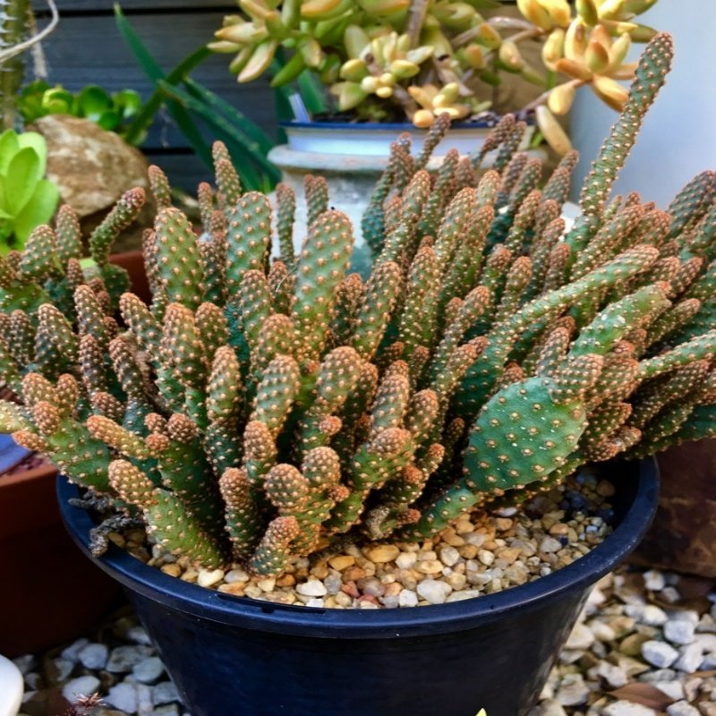 Güneşte Kızarır Opuntia Microdasys Rufida Minima Kaktüs (5,5 luk Saksıda)