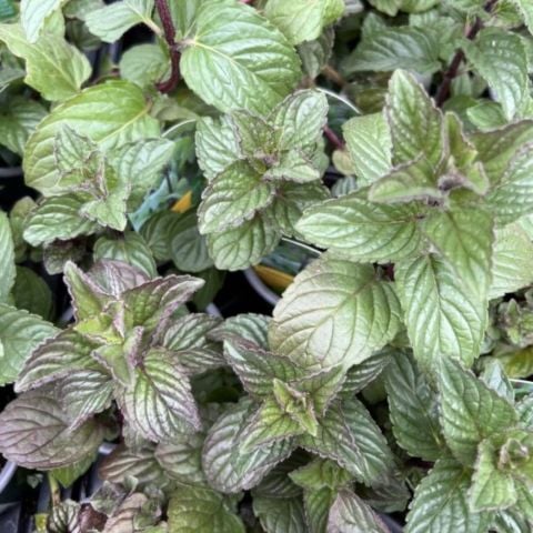 Yoğun Aromalı Multimentha Nane Fidesi (10 adet)