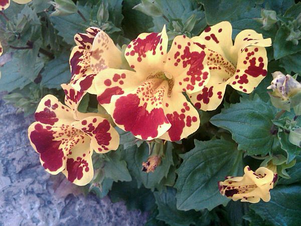 Mimulus Tiger Monkey Çiçeği Tohumu(200 Tohum)