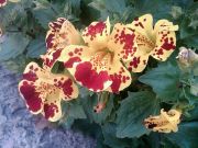 Mimulus Tiger Monkey Çiçeği Tohumu(200 Tohum)