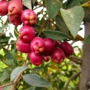 Herdem Yeşil Eugenia Myrtifolia Avustralya Fırça Kirazı‏ Tohumu (2 tohum)