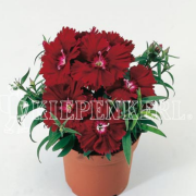 Clarion F1 Deep Red Karanfil Çiçeği Fidesi (5 adet)
