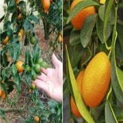 Saksıda Meyve Verme Durumunda Kamkat(Kumkat-Kumkuat) Fidanı Yaş 5