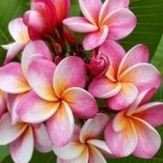 Tüplü Özel Renk Divine Yoğun Kokulu Plumeria Amerikan Fulu Fidanı (100-200cm)