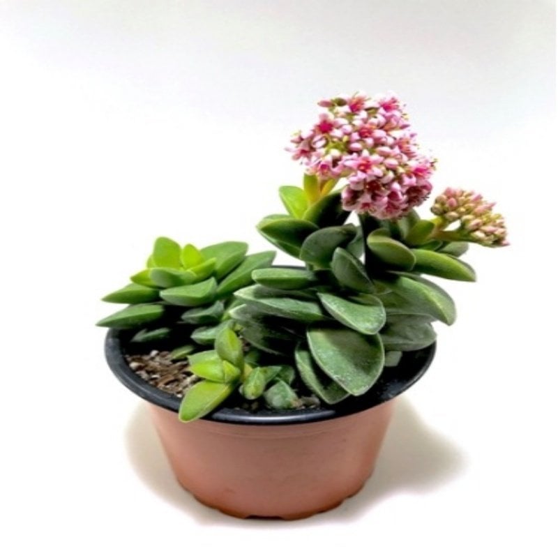 Crassula Springtime Sukulent (8.5 Luk Saksıda)