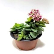 Crassula Springtime Sukulent (8.5 Luk Saksıda)
