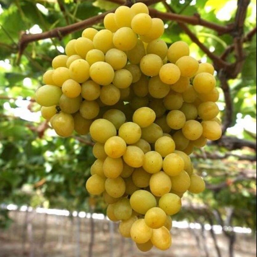 Soğuklara Dayanıklı Yüksek Aromalı Ağın Üzümü Fidanı