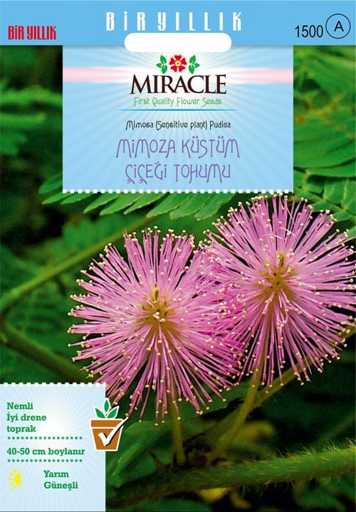 Miracle Mimoza Küstüm Çiçeği Tohumu(144 tohum)