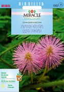 Miracle Mimoza Küstüm Çiçeği Tohumu(144 tohum)