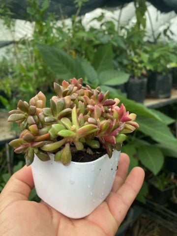 Anacampseros Telephiastrum Variegata Lüks Saksıda Bol Yavrulu