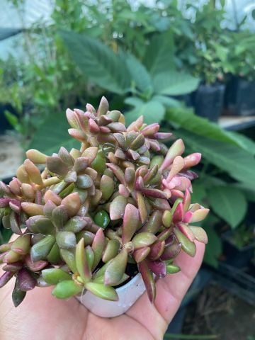 Anacampseros Telephiastrum Variegata Lüks Saksıda Bol Yavrulu
