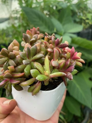 Anacampseros Telephiastrum Variegata Lüks Saksıda Bol Yavrulu