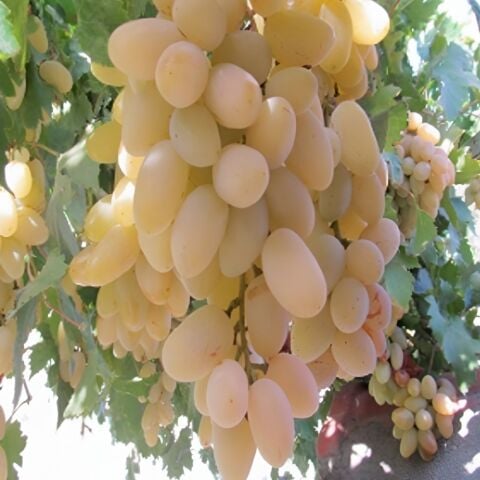 Yüksek Aromalı Sarı Parmak Soğuklara Dayanıklı Üzüm Fidanı