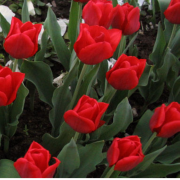 Escape Kırmızı Lale Soğanı 5 Adet