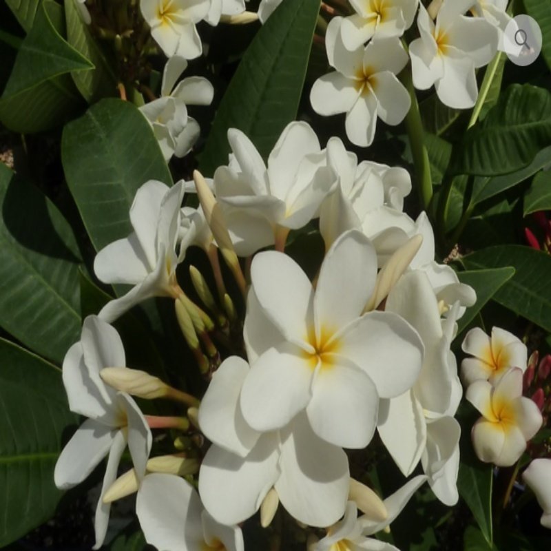Yoğun Kokulu Ken's White Plumeria Fidanı(100-200cm)