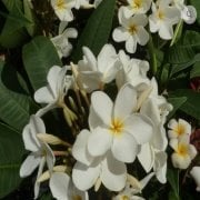 Yoğun Kokulu Ken's White Plumeria Fidanı(100-200cm)