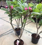 Yoğun Kokulu Mini White Plumeria Fidanı(100-200cm)