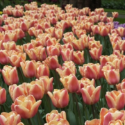 Apricot Foxx Lale Soğanı