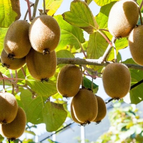 Tüplü Hayward Kivi(Erkek) Fidanı