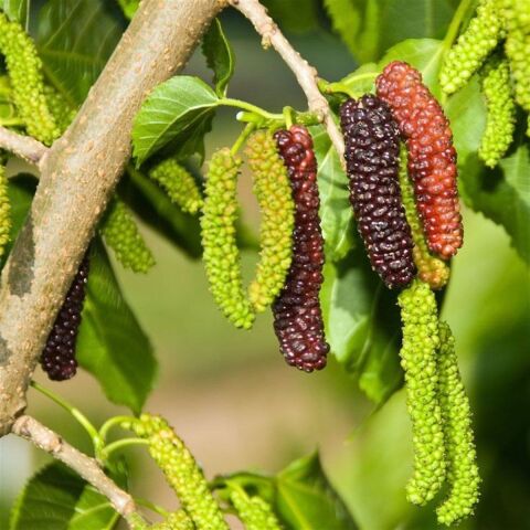 Nadir Koleksiyonluk Uzun Meyveli Koleksiyonluk Şah Dut Tohumu (4 adet)